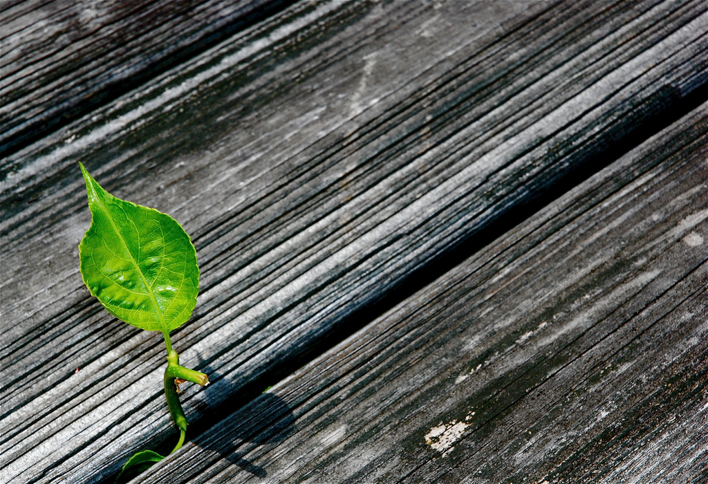 Growth