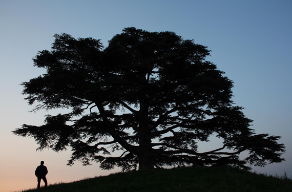 Cedar of Lebanon