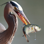 Great Blue Heron with fishTN – In God's Image
